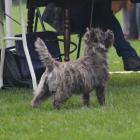 rain must fall grandiflora best puppy.jpg